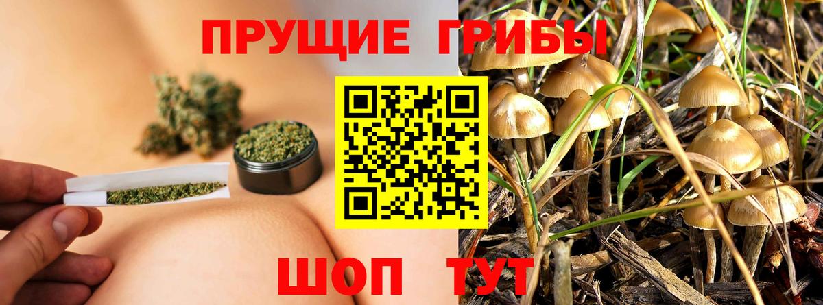 Сургут  Галлюциногенные грибы Cubensis  Вход с VPN 